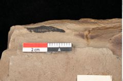 Foto (Detailansicht) von Myrica lignitum Unger (NHMW-GEO-2024-0188-0635)